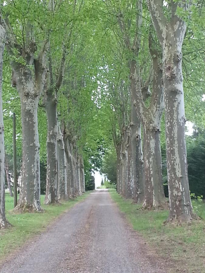 Orangerie Du Chateau Marith - Domaine Avec Piscine Clairac  Luaran gambar